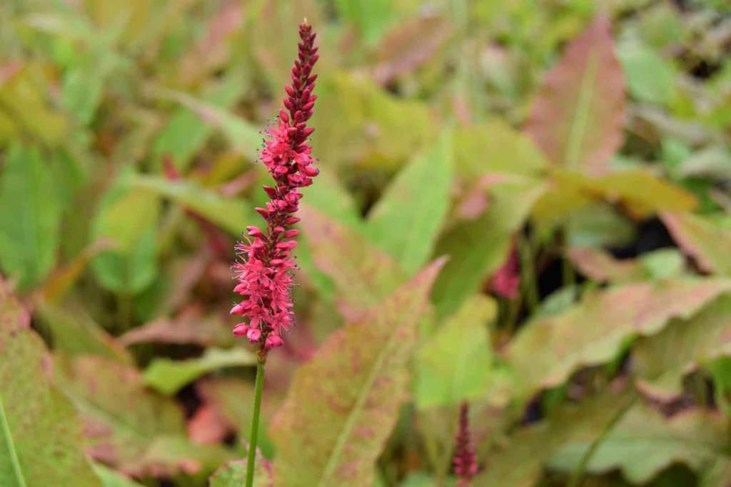 Persicaria amplexicaulis 'Firetail' ---